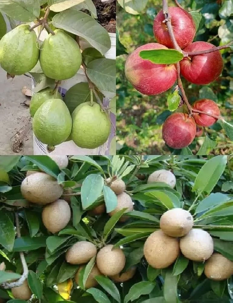 Fruit Plants