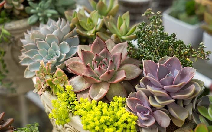 Succulents & Cactus