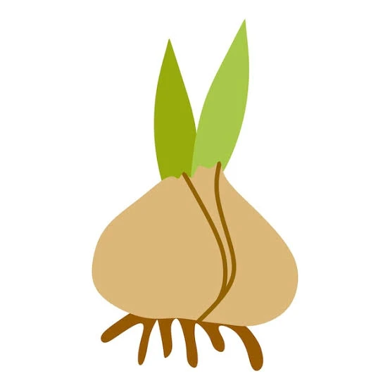 SEEDS & BULBS