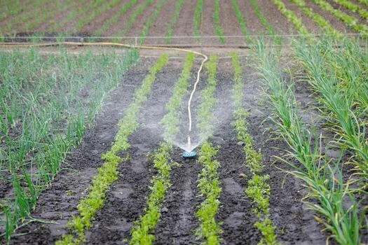 WATERING & IRRIGATION